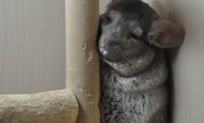 龍貓什么顏色最貴