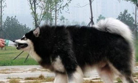 狗狗假孕現象多久才能恢復正常生活