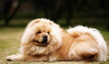 老年犬怎么喂養(yǎng)