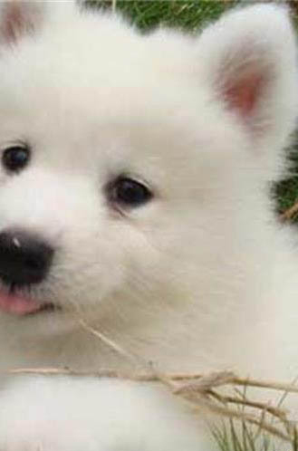 狗狗球蟲會不會拉肚子