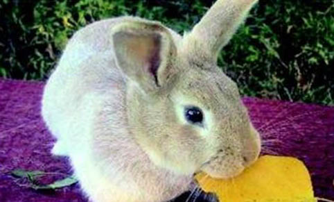 幼兔可以吃胡蘿卜嗎