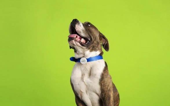 白色長毛狗有哪些