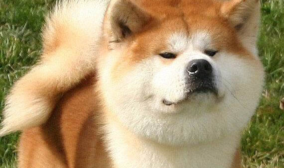 日本秋田犬價格多少錢一只