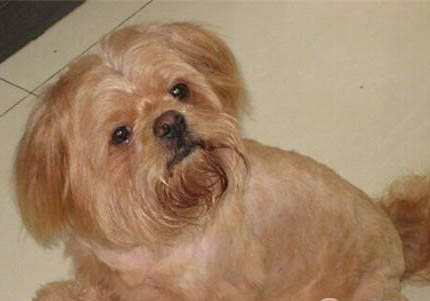 拉薩犬嘔吐不吃東西的原因及處理方法