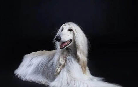 美國水獵犬突然不愛吃東西的原因是什么