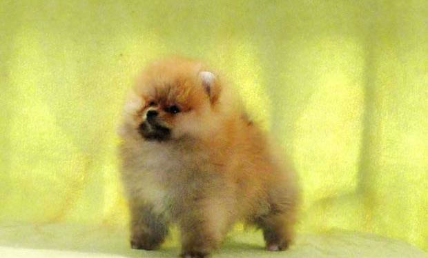 博美犬哪里有賣
