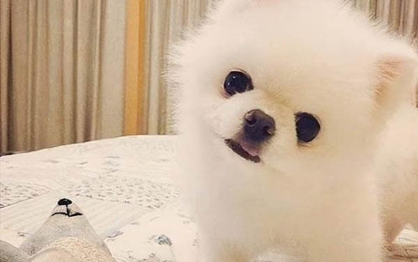 為什么狗狗可以吃雞蛋呢