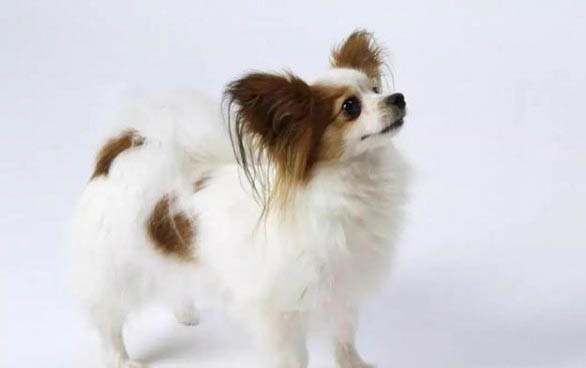 蝴蝶犬可以吃人類的什么食物