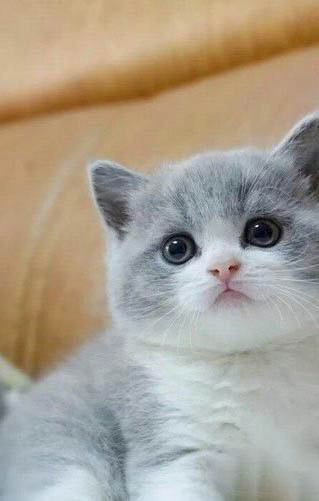 小奶貓屁股爛了怎么辦？