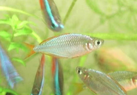 金龍魚可以和什么魚混養