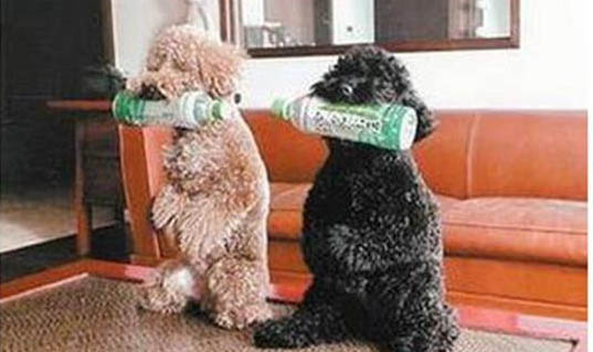 狗狗口腔清潔