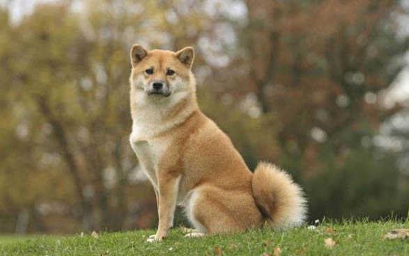 狗狗受涼了有什么癥狀