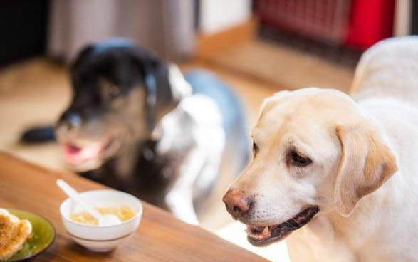 成犬還能訓練大小便嗎