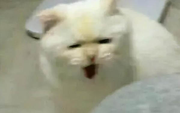 為什么家養貓咪不怕人