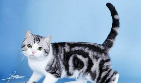 虎斑貓不讓抱的原因及解決辦法