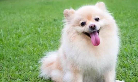 狗狗缺鈣的癥狀有哪些?