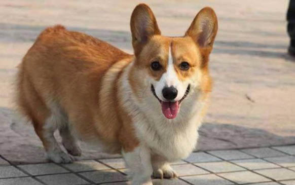 狗狗身上膿包怎么處理