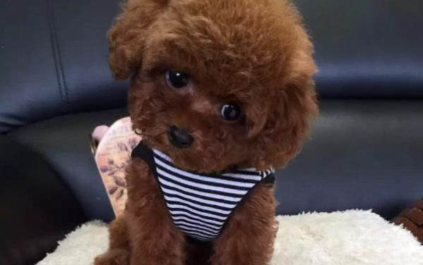 怎么防止泰迪掉毛