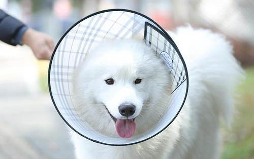 三個月的狗怎么喂狗糧