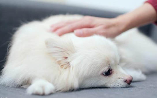 狗狗孕期多久