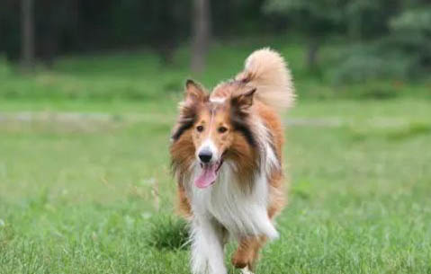 古代牧羊犬智商