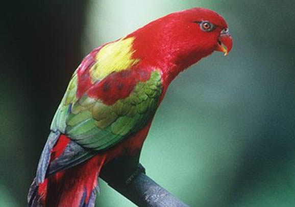 鸚鵡魚為什么總是在缸底部