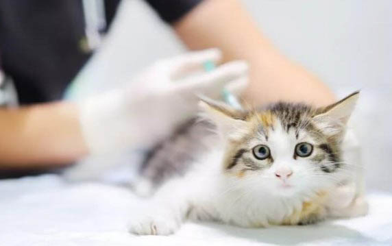 小貓多久長(zhǎng)牙齒