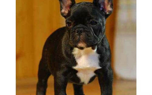 法牛犬好養嗎怎么訓練