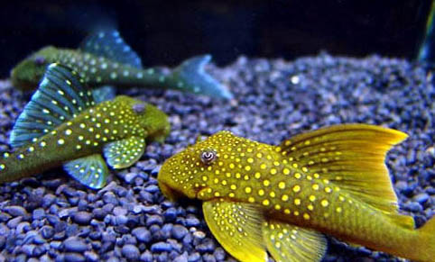 清道夫能吃魚?