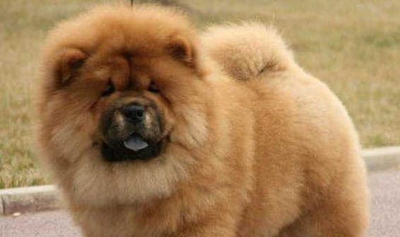 松獅犬分娩需要多長時間