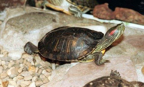 寵物龜怎么過冬