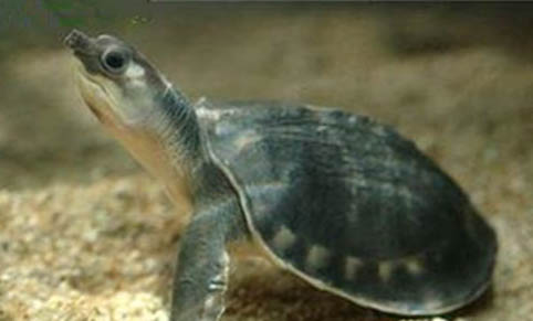 豬鼻龜蒙眼怎么治