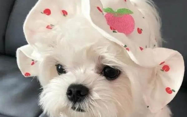 小狗感冒發燒吃什么