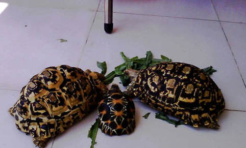 豹龜拉稀怎么辦