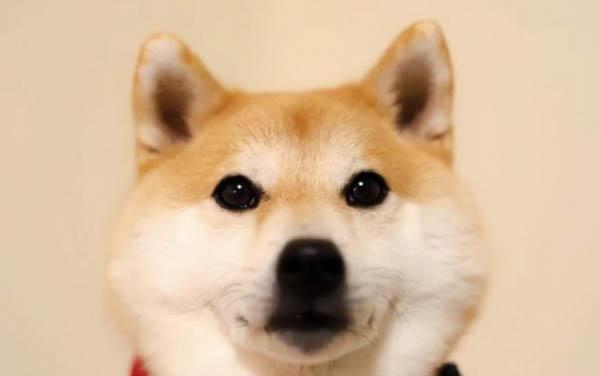 狗狗感染疥螨的原因是什么