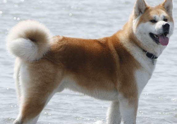 秋田犬和柴犬的差別