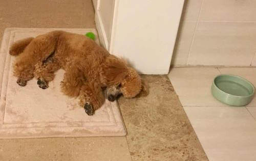 泰迪狗吐食物怎么辦