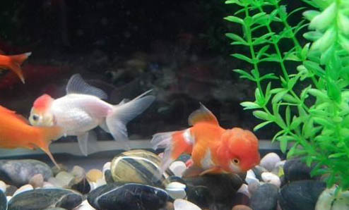 銀龍魚和鸚鵡魚混養需要注意什么