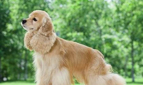 美國可卡犬多少錢一只?