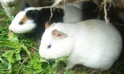 荷蘭豬親近人的表現