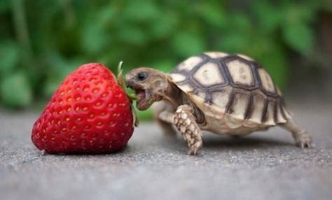 赫曼陸龜真有那么好養(yǎng)嗎