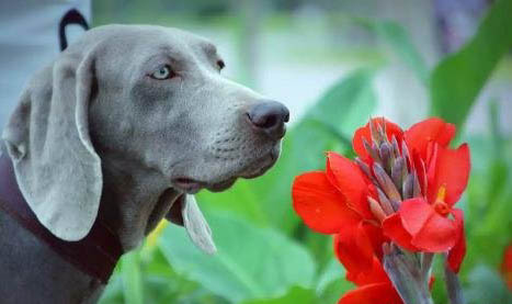 美國水獵犬需要補鈣嗎