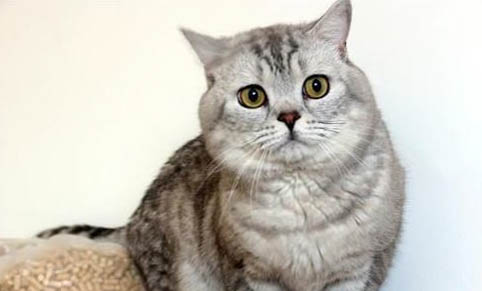 如何快速教會(huì)貓用貓砂