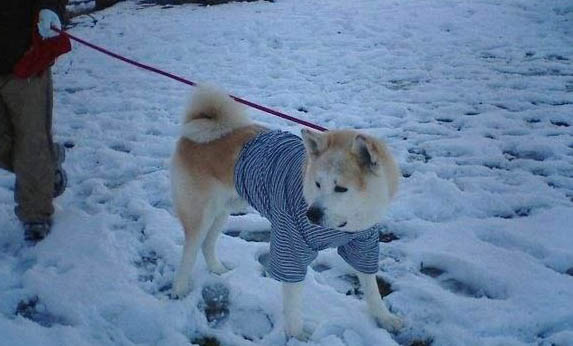 遛狗遛多久合適