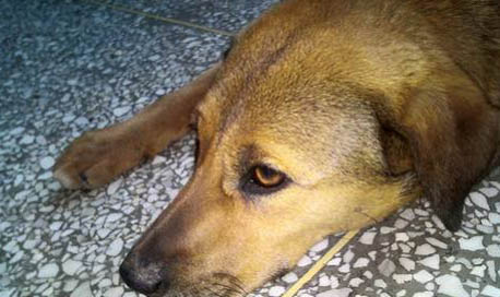 狗狗犬瘟好轉有哪些癥狀