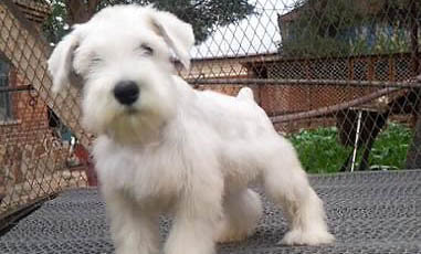 雪納瑞到底可不可以吃西瓜