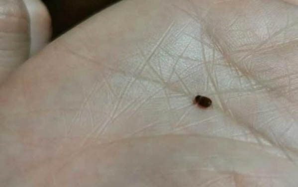 貓的抑郁癥的10個(gè)前兆