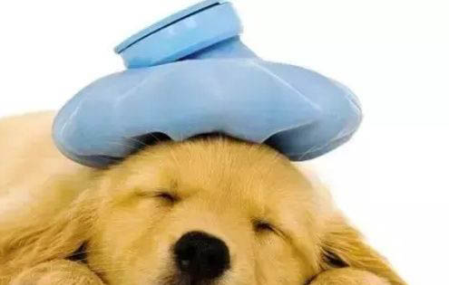 狗狗糖尿病晚期的癥狀是什么
