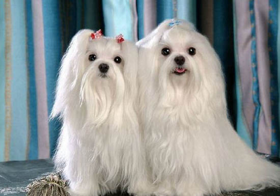 馬爾濟斯犬掉毛原因及處理方法