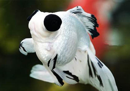 美國熊貓飼養員哭了怎么回事